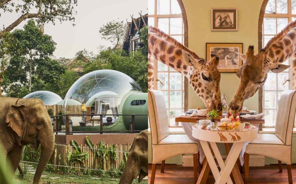 Anantara Golden Triangle Elephant Camp & Resort, Thailand | Giraffe Manor, Kenya