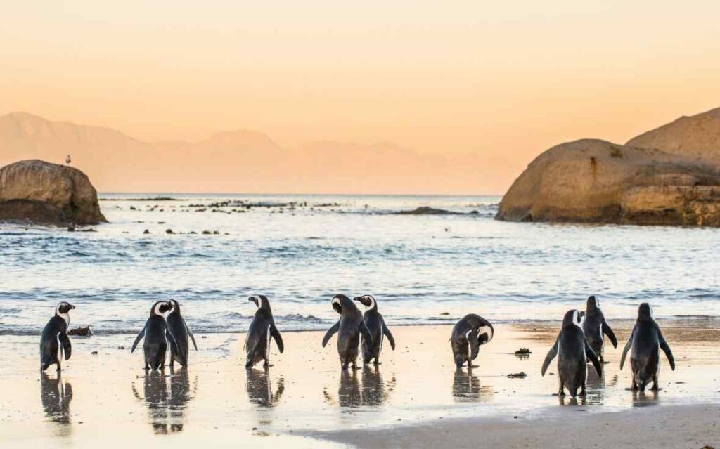 African Penguins