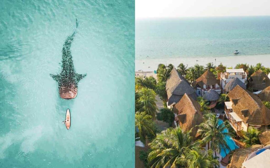 Whale Shark | Casa Las Tortugas, Isla Holbox, Mexico