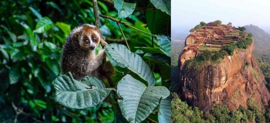 Slender Loris | Sigiriya