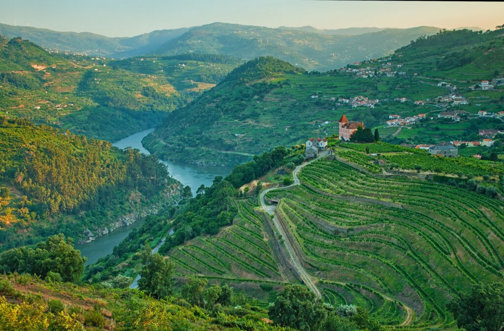 Terraced vineyards sweeping down to the Douro River in Portugal's wine country at golden hour